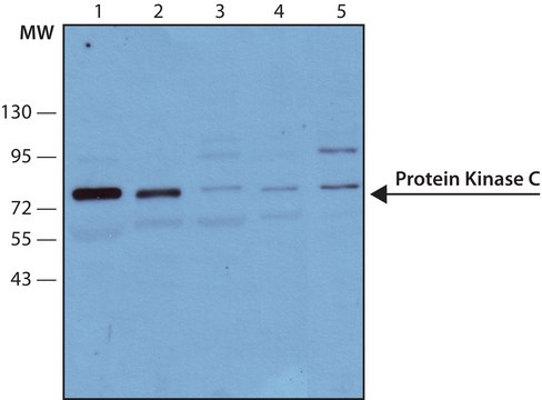 单克隆抗 蛋白激酶 C (PKC) 小鼠抗 clone MC5, ascites fluid