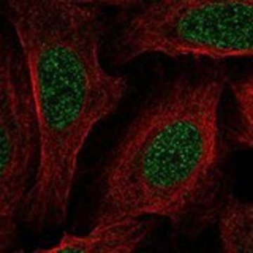 Anti-TMEM233 antibody produced in rabbit Prestige Antibodies&#174; Powered by Atlas Antibodies, affinity isolated antibody, buffered aqueous glycerol solution