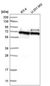 Anti-ABCE1 antibody produced in rabbit Prestige Antibodies® Powered by Atlas Antibodies, affinity isolated antibody