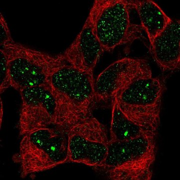 Anti-BAZ1B antibody produced in rabbit Prestige Antibodies&#174; Powered by Atlas Antibodies, affinity isolated antibody