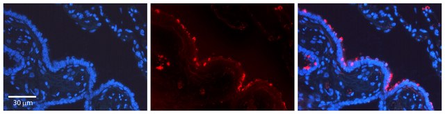 Anti-STAT3 antibody produced in rabbit affinity isolated antibody