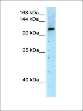 Anti-PRPF6 (AB2) antibody produced in rabbit IgG fraction of antiserum