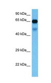 Anti-FUBP1 antibody produced in rabbit IgG fraction of antiserum