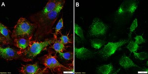 Anti-CD48 Antibody, clone 2I13 ZooMAb® Rabbit Monoclonal recombinant, expressed in HEK 293 cells