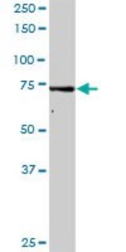 Anti-GMPS antibody produced in rabbit purified immunoglobulin, buffered aqueous solution