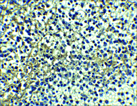 Anti-DR4 antibody produced in rabbit IgG fraction of antiserum, buffered aqueous solution