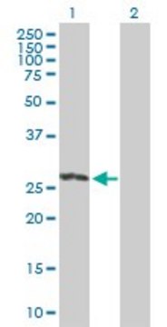 Anti-RIT2 antibody produced in mouse purified immunoglobulin, buffered aqueous solution