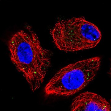 Anti-CLCN4 antibody produced in rabbit Prestige Antibodies&#174; Powered by Atlas Antibodies, affinity isolated antibody