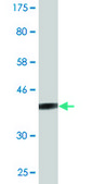 Monoclonal Anti-STAT6 antibody produced in mouse clone 4G7, purified immunoglobulin, buffered aqueous solution