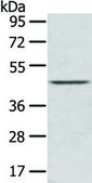Anti-LEFTY2 affinity isolated antibody