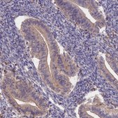 Anti-CLCF1 antibody produced in rabbit Prestige Antibodies® Powered by Atlas Antibodies, affinity isolated antibody, buffered aqueous glycerol solution