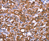Anti-AMER1 antibody produced in rabbit affinity isolated antibody