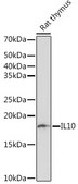 Anti-IL10 Antibody, clone 6U0G7, Rabbit Monoclonal