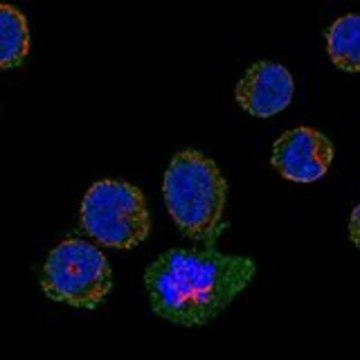 Anti-F2RL3 antibody produced in rabbit Prestige Antibodies&#174; Powered by Atlas Antibodies, affinity isolated antibody, buffered aqueous glycerol solution