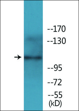 Anti-phospho-EPHA2/3 (pTyr588/596) antibody produced in rabbit affinity isolated antibody