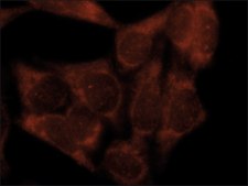 Anti-LC3C antibody produced in rabbit affinity isolated antibody, buffered aqueous solution