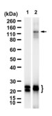 Anti-RTN3 Antibody, clone 2G21-H1 ZooMAb® Rabbit Monoclonal recombinant, expressed in HEK 293 cells