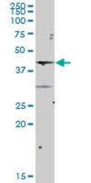 Anti-NCF4 antibody produced in mouse purified immunoglobulin, buffered aqueous solution