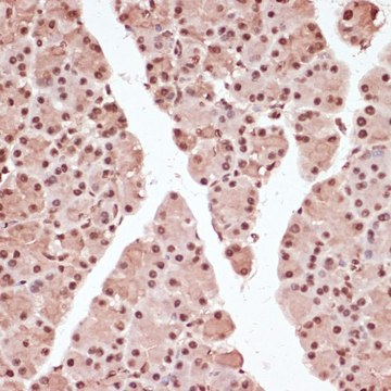 Anti-Phospho-ATF2-T71 antibody produced in rabbit