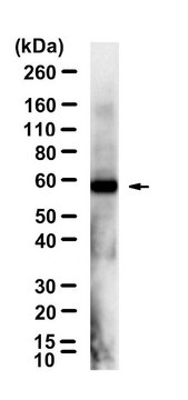 Anti-LMBR1L Antibody, clone 1D6 ZooMAb&#174; Rabbit Monoclonal recombinant, expressed in HEK 293 cells