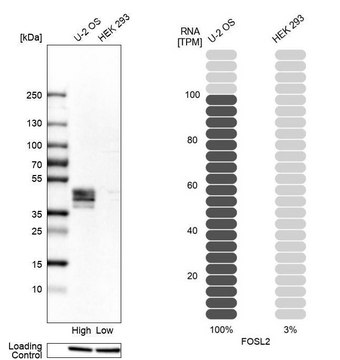 Anti-FOSL2 antibody produced in rabbit Prestige Antibodies&#174; Powered by Atlas Antibodies, affinity isolated antibody, buffered aqueous glycerol solution