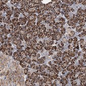 Anti-GPC4 antibody produced in rabbit Prestige Antibodies® Powered by Atlas Antibodies, affinity isolated antibody, buffered aqueous glycerol solution