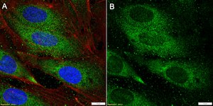 Anti-CARD8 Antibody, clone 1C23 ZooMAb® Rabbit Monoclonal recombinant, expressed in HEK 293 cells