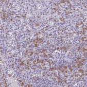 Anti-NCF1 antibody produced in rabbit Prestige Antibodies® Powered by Atlas Antibodies, affinity isolated antibody, buffered aqueous glycerol solution