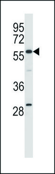 ANTI-EHD1 (C-TERM) antibody produced in rabbit IgG fraction of antiserum, buffered aqueous solution