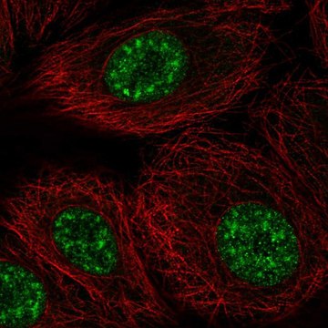 Anti-DAZAP2 antibody produced in rabbit Prestige Antibodies&#174; Powered by Atlas Antibodies, affinity isolated antibody