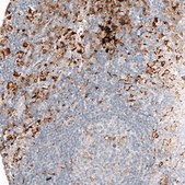 Monoclonal Anti-AIF1 antibody produced in mouse Prestige Antibodies® Powered by Atlas Antibodies, clone CL10936, purified antibody (Protein A)