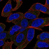 Anti-SLC44A5 antibody produced in rabbit Prestige Antibodies® Powered by Atlas Antibodies, affinity isolated antibody, buffered aqueous glycerol solution