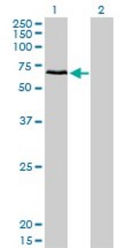 Monoclonal Anti-CACNB1 antibody produced in mouse clone 1G6, purified immunoglobulin, buffered aqueous solution