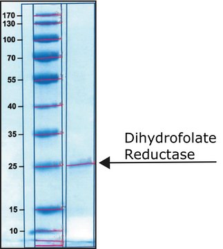 Dihydrofolate Reductase human &#8805;80% (SDS-PAGE), recombinant, expressed in E. coli, &#8805;1&#160;units/mg protein