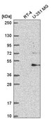 Anti-FBXW11 antibody produced in rabbit Prestige Antibodies® Powered by Atlas Antibodies, affinity isolated antibody