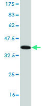 Monoclonal Anti-NLGN3 antibody produced in mouse clone 2A6, purified immunoglobulin, buffered aqueous solution