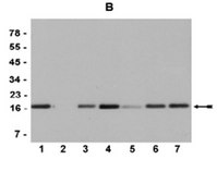 Anti-monomethyl-Histone H3 (Lys9) Antibody, Trial Size Upstate®, from rabbit