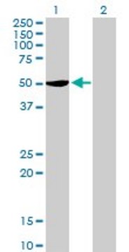 Anti-SERBP1 antibody produced in mouse purified immunoglobulin, buffered aqueous solution