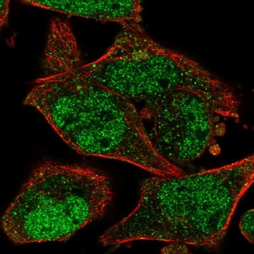 Anti-JKAMP antibody produced in rabbit Prestige Antibodies&#174; Powered by Atlas Antibodies, affinity isolated antibody