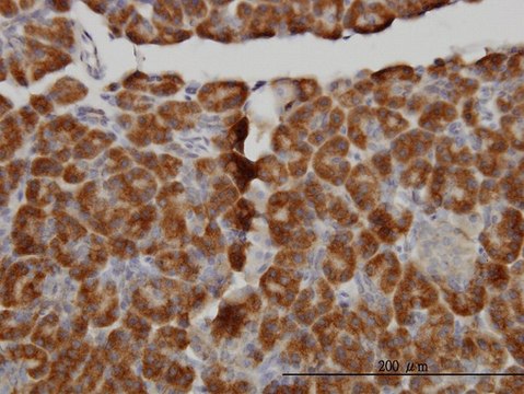 Monoclonal Anti-MTM1 antibody produced in mouse clone 1C10, purified immunoglobulin, buffered aqueous solution