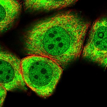 Anti-MYO5C antibody produced in rabbit Prestige Antibodies&#174; Powered by Atlas Antibodies, affinity isolated antibody