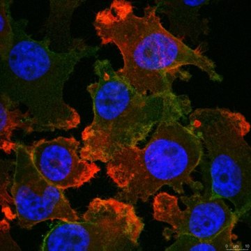 Anti-PD-L1 Antibody, clone 5H1 clone 5H1, from mouse