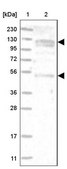 Anti-ANKFY1 antibody produced in rabbit Prestige Antibodies® Powered by Atlas Antibodies, affinity isolated antibody, buffered aqueous glycerol solution