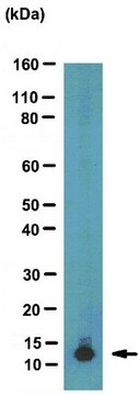 Anti-acetyl Histone H4 (Lys5/8/12/16) Antibody, clone 3HH4-4C10 ascites fluid, clone 3HH4-4C10, from mouse