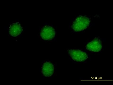 Anti-CREB3L1 antibody produced in mouse purified immunoglobulin, buffered aqueous solution