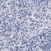 Monoclonal Anti-SLCO1B3 antibody produced in mouse Prestige Antibodies® Powered by Atlas Antibodies, clone CL3770, purified immunoglobulin, buffered aqueous glycerol solution