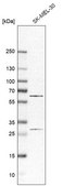 Anti-ASNS antibody produced in rabbit Prestige Antibodies® Powered by Atlas Antibodies, affinity isolated antibody