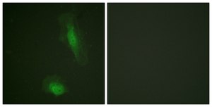 Anti-AKT antibody produced in rabbit affinity isolated antibody