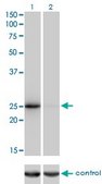 Monoclonal Anti-THAP1 antibody produced in mouse clone 2C1-2F2, purified immunoglobulin, buffered aqueous solution