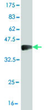 Monoclonal Anti-SLC26A5 antibody produced in mouse clone 1F4, purified immunoglobulin, buffered aqueous solution